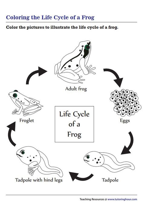 Frog Life Cycle Coloring Page, Life Circle Of Frog, Life Cycle Of Frog Preschool, Frog Life Cycle Drawing, Life Cycle Of Frog Worksheet, The Life Cycle Of A Frog, Preschool Life Cycle Activities, Frog Worksheet, Frog Sketches