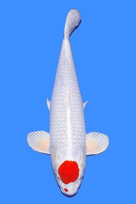 Tropical Freshwater Fish, Guppy Fish, Koi Art, Carpe Koi, Japanese Koi, Koi Carp, Game Props, Fish Pond, Koi Pond