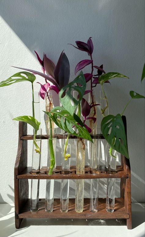 Plant Scientist Aesthetic, Propagation Aesthetic, Test Tube Art, Herbalism Aesthetic, Test Tube Crafts, Pothos Cuttings, Scientist Laboratory, Plant Propagation Station, Test Tube Rack