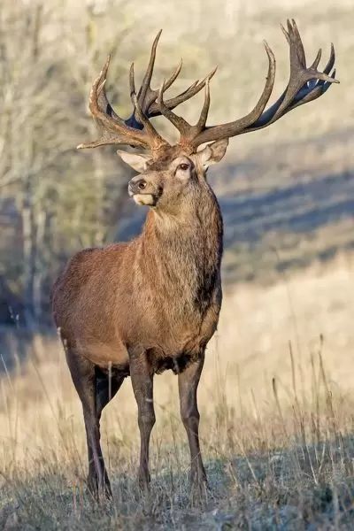 Monarch Of The Glen, Red Deer Stag, Deer Photography, Red Stag, Animal Tattoo Ideas, Deer Photos, Stag Deer, Deer Horn, Deer Stags