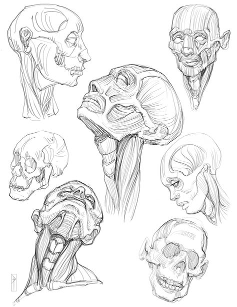 ArtStation - Morpho ecorche 1, Dmitri Tikhomirov Human Face Muscle Anatomy, Face Muscles Drawing, Tomfoxdraws Anatomy, Morpho Anatomy For Artists, Face Anatomy Drawing, Morpho Anatomy, Mouth Sketch, Face Muscles, Head Muscles