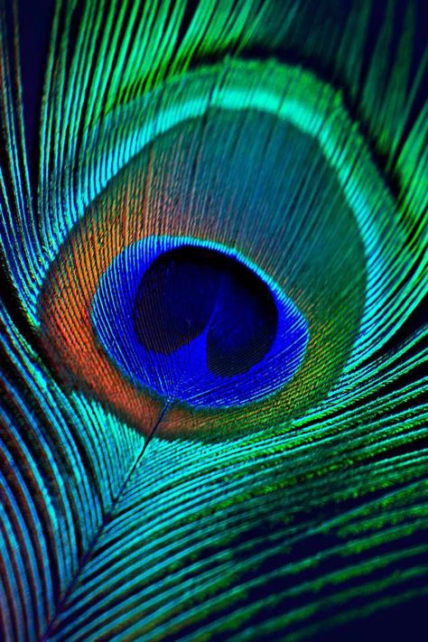 Peacock Feather Art, Peacock Images, Peacock Wallpaper, Cool Galaxy Wallpapers, Peacock Pictures, Feather Wallpaper, Peacock Wall Art, Art Appliqué, Beautiful Wallpaper For Phone