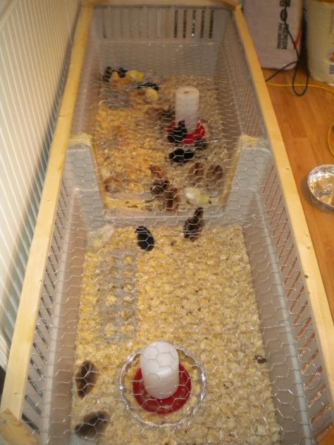 Click this image to show the full-size version. Kiddie Pool Chicken Brooder, Easy Diy Chicken Brooder, Duck Brooder Diy, Large Brooder Box Ideas, Turkey Brooder Ideas, Diy Chick Brooder Ideas, Large Chicken Brooder, Dog Crate Chicken Brooder, Brooders For Chicks Easy Diy