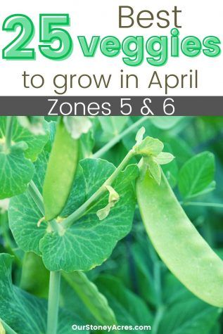 6a Gardening, Food Landscaping, What To Plant In April, Yellow Crookneck Squash, April Gardening, Planting Schedule, Crookneck Squash, Winter Vegetables Gardening, Sacred Garden