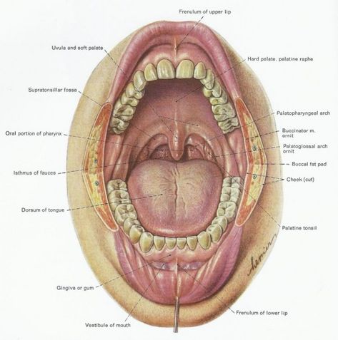 Throat Anatomy, Teeth Diagram, Mouth Anatomy, Human Mouth, Soft Palate, Dental Anatomy, Health Images, Human Teeth, Medical School Essentials