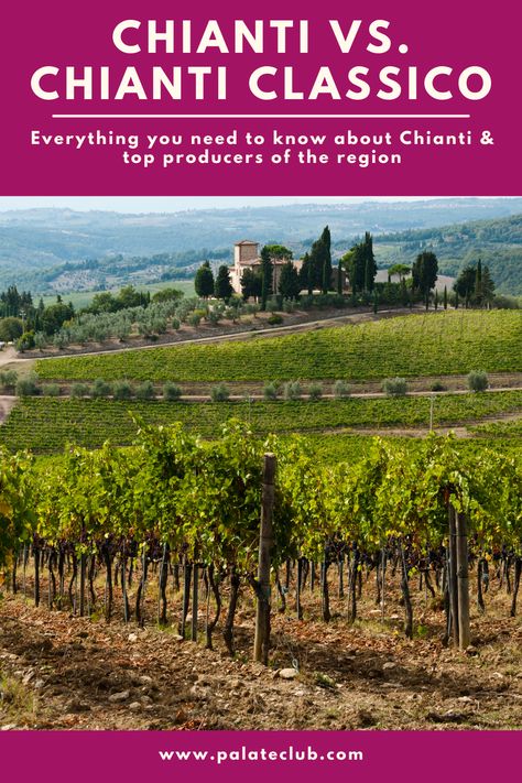 Check out our guide to Chianti vs. Chianti Classico which includes everything you should know about the Chianti region. Learn about the seven sub-zones of Chianti D.O.C.G. and what makes the Chianti Classico D.O.C.G. special. Discover where to find the best Chianti wines and learn about the top Chianti wineries. Chianti Wineries, Chianti Wine, Brunello Di Montalcino, Chianti Classico, Top Producer, T Bone Steak, Lamb Shanks, T Bone, Growing Grapes