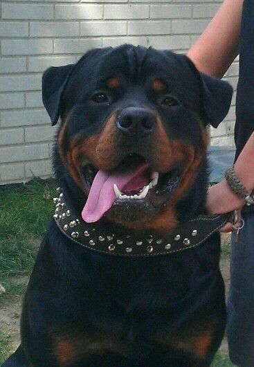 Rottweiler Scary Rotveileri Dog, Big Rottweiler, Rottweiler Dog Puppy, Rottweiler Pitbull, Rottweiler Pictures, Anjing Pug, Big Dogs Breeds, Biggest Dog In The World, Biggest Dog