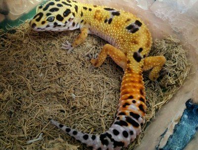 How to Create a Humid Hide For a Leopard Gecko? - Care Guides For Pet Lizards Leopard Gecko Moist Hide, Diy Humid Hide Leopard Geckos, Leopard Gecko Humid Hide, Humid Hide For Leopard Gecko, Leopard Gecko Hide, Gecko Cage, Leopard Gecko Habitat, Leopard Gecko Care, Gecko Tank