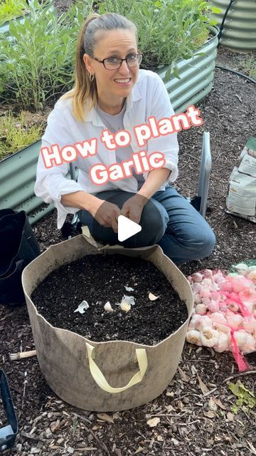 Grow Garlic In A Pot, How To Grow Garlic In A Pot, How To Plant Garlic From Cloves, Garlic Planting How To Grow, How To Grow Garlic From A Clove, Grow Garlic From Clove, Growing Garlic In Pots, How To Plant Garlic, Plant Garlic