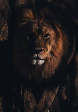 black light bulb photo – Free Light Image on Unsplash Lion Aesthetic Dark, Lion Aesthetic, Lions Photos, Lion Images, Photos Of Eyes, Lion Pictures, Light Images, White Eyes, Aesthetic Dark