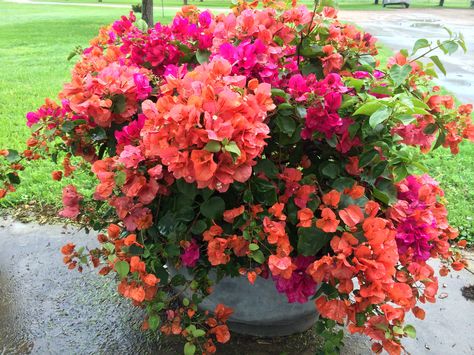 Mixed colors of bougainvillea Bougainvillea Planting Ideas, Orange King Bougainvillea, Buganvilla In Pot, Bougainvillea Yellow, Bougainvillea Colors, Magenta Bougainvillea, Greece Flowers Bougainvillea, Bougainvillea Bonsai, Purple Flowering Plants