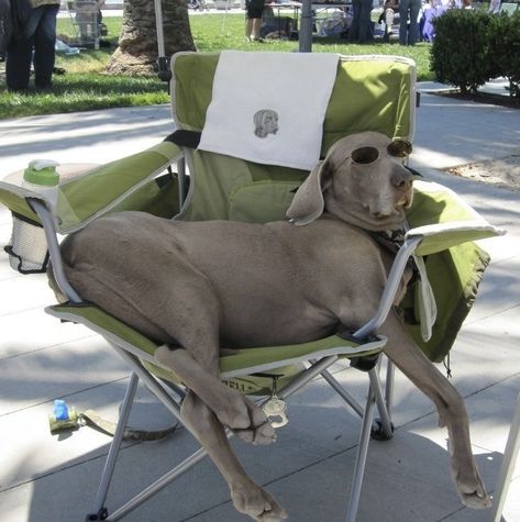 Weimaraner Dogs, Weimaraner, Cute Creatures, Doberman, 귀여운 동물, Cute Funny Animals, I Love Dogs, Dog Love, Animals And Pets