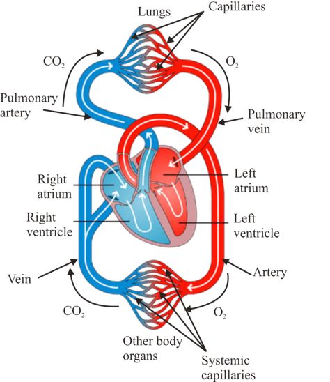 Chapter Notes: Life Processes | Class 10 Biology Notes Biology Notes Ideas, Class 10 Science Notes, Chapter Notes, Notes Biology, Human Circulatory System, Biology Diagrams, Science Facts Mind Blown, Class 10 Science, Learn Biology