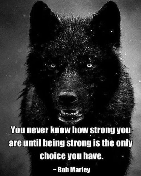 I am strongest when backed into a corner... Lone Wolf Quotes, Citation Force, Feminine Quotes, Bob Marley Quotes, Wolf Quotes, She Wolf, Warrior Quotes, Character Inspo, Wild Woman