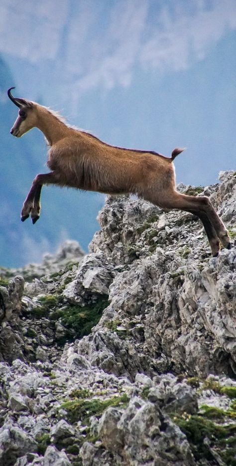 Amazing chamois jump. #Animals #Jump #CuteAnimals #Chamois #Mountain Goat Jumping, Jumping Goat, Animals Jumping, Jumping Animals, Mammals Animals, Antelope Animal, Mountain Animals, National Geographic Animals, Animal Action