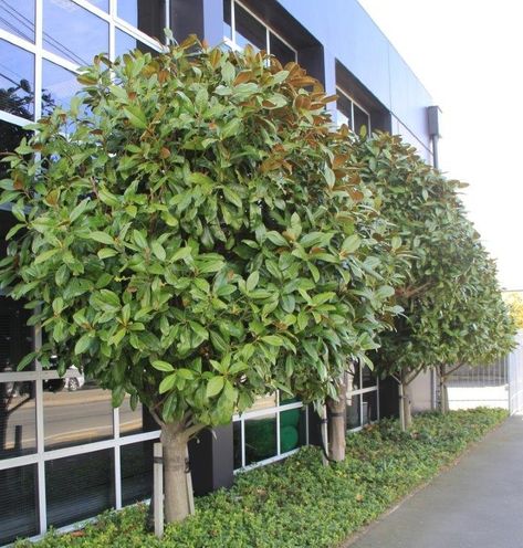 MAGNOLIA grandiflora 'Blanchard' - Evergreen Magnolia Evergreen Magnolia, Bay Trees, Magnolia Grandiflora, Broadleaf Evergreen, Southern Magnolia, Bay Tree, Big Trees, Evergreen Trees, Big Tree