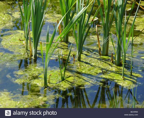 Garden design Reeds inside water pond botanic garden Rain am Lech Bavaria Germany May 08 Stock Photo Art Homework, Water Pond, Bavaria Germany, Botanic Garden, Fishing Tips, Bavaria, Botanical Gardens, Homework, Light Box