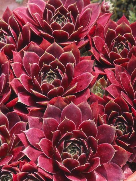 Photo | AnaRosa | Bloglovin’ Hgtv Garden, Deer Resistant Plants, Shade Flowers, Thriving Garden, Plant Guide, Succulent Gardening, Container Design, Hens And Chicks, Cactus Y Suculentas