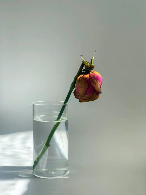 Wilted Pink Rose in Clear Glass Vase · Free Stock Photo Rose In Vase, Broken Rose, Wilted Rose, Casting Shadows, Rose In A Glass, Bright White Background, Clear Glass Vase, Single Rose, Clear Glass Vases