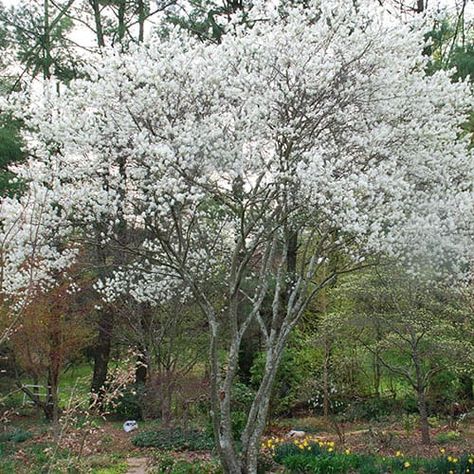 Service Berry Tree, Palace Landscape, Sky Palace, Amelanchier Alnifolia, Bradford Pear Tree, White Flowering Trees, Fringe Tree, Veggie Gardens, Flowering Tree