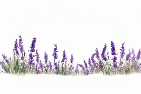 Lavender blossom flower plant. AI generated Image by rawpixel. | premium image by rawpixel.com / Nunny Lavender Illustration Wallpaper, Lavender Bunch Drawing, Lavender Illustration, Lavender Images Flower, Lavender Plant Background, Lavender Painting, Lavender Blossom, Water Colour Lavender Flower, Lavender Paint