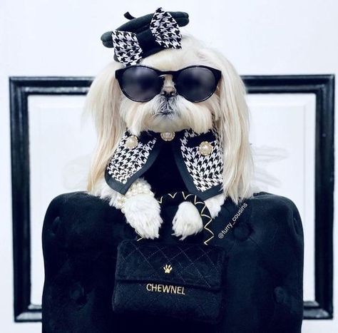 I'm a 55 year old lady from the United States. I have a 26 year old son. My blog has pretty things, fashion, food, , jewelry, beauty, luxury, and glamour things, plus quotes and lots of cute things... Dog Wearing Clothes, Chien Shih Tzu, Cute Dog Clothes, Pampered Pooch, Autumn Clothing, Stylish Suit, Yorkie Puppy, Luxury Pet, Food Jewelry