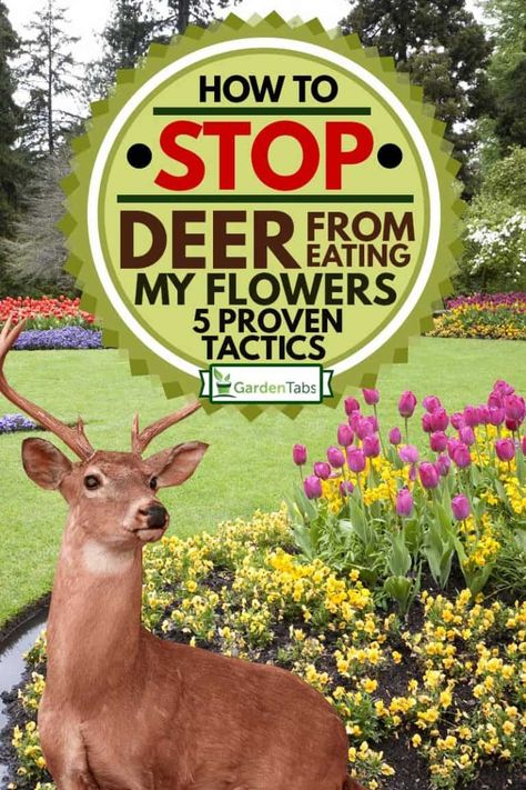 How To Stop Deer From Eating My Flowers? [5 Proven Tactics] Protect Flowers From Deer, Flowers Deer Wont Eat, How To Stop Deer From Eating Plants, How To Keep Deer From Eating Plants, Plants That Deer Will Not Eat, Flowers That Deer Will Not Eat, Eating Flowers, Deer Deterent, Deer Proof Plants