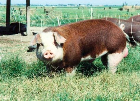 Hereford Pig Hereford Pigs, Hog Farm, Pig Breeds, Raising Pigs, Hobby Farming, Pig Stuff, Pig House, Mini Cows, Show Cattle