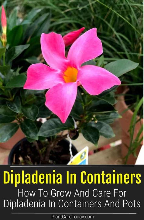 Dipladenias are lovely flowering vines that grow well in containers. Here's how to grow and care for Dipladenia in containers properly. Rio Dipladenia Planter Ideas, Dipladenia Plants Care, Dipledania Plant, Dipladenia Planter Ideas, Dipladenia Plants, Mandeville Plant, Rio Dipladenia, Hummingbird Plants, Herb Containers