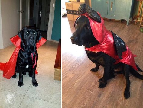 19 Costumes That Prove Labradors Always Win At Halloween 10 Chinook Dog, Australian Kelpie Dog, Happy Halloween Cute, Labrador Funny, Costumes For Halloween, Black Lab Puppies, Lab Dogs, Popular Dog Breeds, Most Popular Dog Breeds