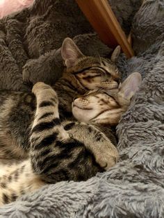 Cuddles Mood Sleep, Two Cats Sleeping, Cats Hugging Each Other, Cats Sleeping Together, Animals Cuddling, Cats Snuggling, Cuddle Pile, Hugging Cats, Cats Hugging