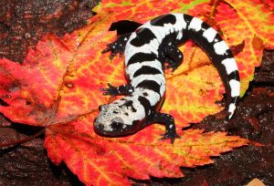 Marbled Salamander, Chinese Giant Salamander, Tiger Salamander, Amazing Frog, Divine Design, Animal Pics, Frog And Toad, Reptiles And Amphibians, Lizards