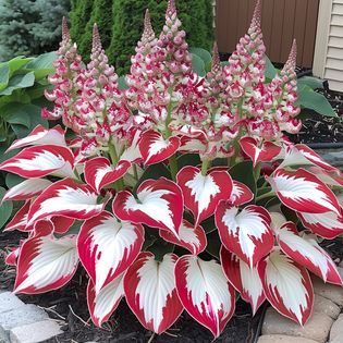 I Love Plant - Red and white perfection #leaf #hosta #houseplants | Facebook Outdoor Potted Flowers, Hosta Care Tips, Hosta Seeds, White Feather Hosta, Shade Perennial Garden, Shady Plants, Hydrangea Shade, Hosta Flower, Fall Container Plants