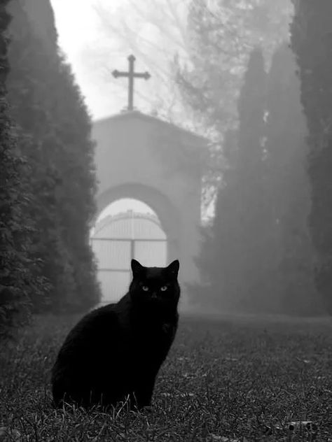 Black Cat Aesthetic Dark, Tragic Romance, Black Cat Aesthetic, Fall Mood Board, Cat Info, Romance Writers, Aesthetic Dark, Cat Aesthetic, All About Cats