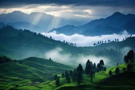 Forest backdrop landscape panoramic outdoors. | premium image by rawpixel.com Grass Scenery, Forest Backdrop, Forest Backdrops, Background Images, Forest, Plants