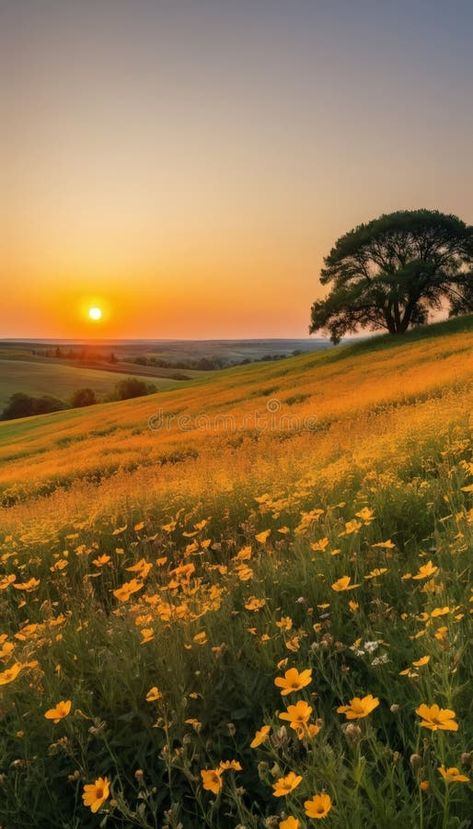 Golden meadow with wildflowers at sunset royalty free stock photography Tree In Meadow, Meadow Sunset, Horizon Photography, Sunset Meadow, Meadow Photography, Calm Sunset, Mystical Landscapes, Golden Meadow, Field Photography