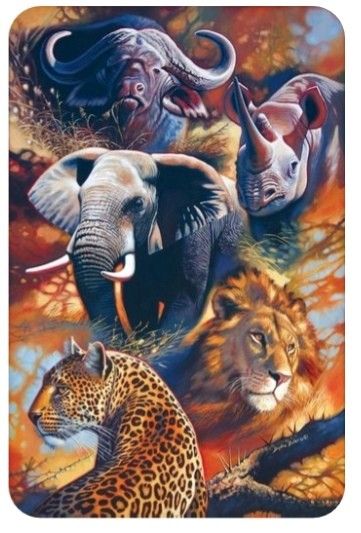 Big Five Animals Drawings, Big 5 Animals Drawings, The Big 5 Africa Animals, Big Five Animals Art, The Big Five Animals, Big Five Animals, The Big Five, Forces Of Nature, Wild Animals Pictures