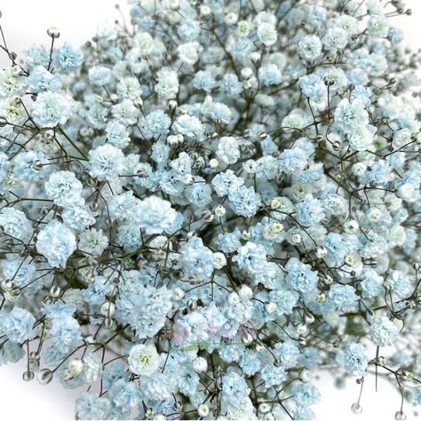 Baby Blue Tinted Gypsophillia Baby's Breath Premium, 70cm - Potomac Floral Wholesale Nola Wedding, Baby S Breath, Baby's Breath, Silver Spring, Floral Baby, Dusty Blue, Future Wedding, Wedding Centerpieces, Blue Flowers