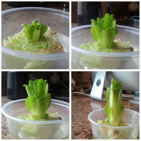 You can regrow lettuce from scraps. Regrow Lettuce Romaine, Regrowing Romaine Lettuce, How To Regrow Lettuce, Grow Romaine Lettuce, Lettuce In Containers, Regrow Lettuce, Romaine Lettuce Growing, Growing Lettuce Indoors, Patio Gardening