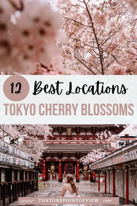 It is hard to nail down the best places to see the cherry blossom trees in Tokyo, so I have compiled them all for you in this post, with most of them being completely free! I'm going to show you the 12 best locations to see the Cherry Blossom Trees in Tokyo Japan, including which spots are completely free and logistical information to get there! Japan travel | Japan cherry blossom season | cherry blossoms in Tokyo | Tokyo Japan Spring | Cherry Blossom Season Japan, Japan In The Spring, Japan Cherry Blossom Festival, Tokyo In April, Tokyo Cherry Blossom, Spring In Tokyo, Tokyo Sakura, Tokyo Trip, Japan Bucket List