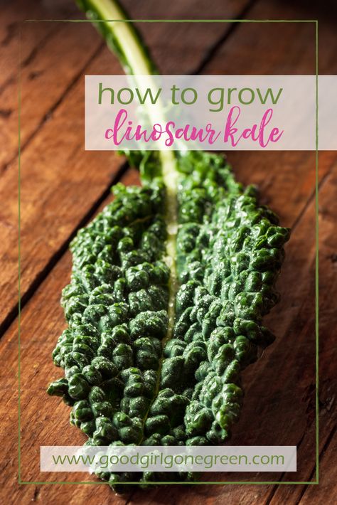 How to Grow Dinosaur Kale - Good Girl Gone Green Dinosaur Kale, Growing Kale, Kale Recipes, Seed Saving, Green Vegetables, Good Girl, Butterfly Garden, How To Grow, Go Green