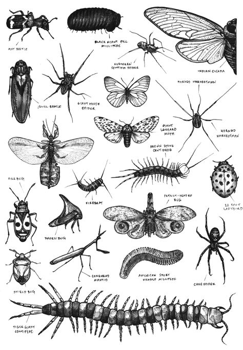 Bug Tattoos Men, Insect Reference Drawing, Garden Bugs Tattoo, Tattoo Ideas Bugs, Catapillar Tattoos Small, Bugs Tattoo Insects, Creepy Bug Tattoo, Entomology Tattoo, Bug Diagram