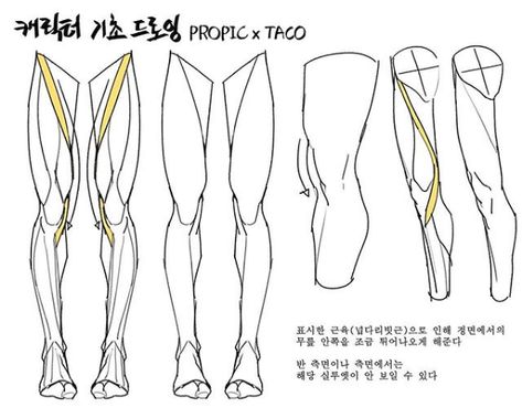 The highlighted muscle (sartorius) makes the knee bump out a little when seen from the front.  However from a side angle, the silhouette of this muscle can’t be seen most of the time. Leg Reference, Leg Anatomy, Drawing Legs, Comic Tutorial, Anatomy Tutorial, Human Anatomy Drawing, Body Drawing Tutorial, Human Anatomy Art, Anatomy Sketches