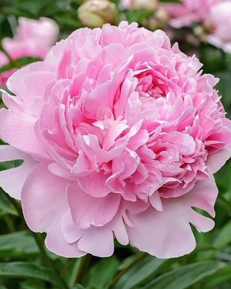 Fall Peony **Pre-ORder** is now open on my website. We are bringing in 10 new Varieties of Peonies this year. Many are 5/8 eye roots that are difficult to find on the retail market. This sale is a Pre-Order for November 2024. Varieties include: *Bartzella *White Cap *Alertie *Alexander Fleming *Command Performance *Coral Sunset *Salmon Saucer *DUCHESSE DE NEMOURS *Claire de Lune *Angel Cheeks *Sarah Bernhardt *Karl Rosenfield Roots will be available for pickup or shipping in NOVEMBER. Qua... Peony Sarah Bernhardt, Peony Varieties, Alexander Fleming, Coral Sunset, Sarah Bernhardt, Growing Peonies, Planting Tips, Retail Market, White Caps