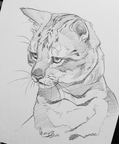 Momiji95 Artist (@momiji95) posted on Instagram: “Another cat sketch! How are you guys going to spend the last days of 2021? #cat #cats #catart #catdrawing #feline #felines #felineart…” • Dec 19, 2021 at 8:23pm UTC Cat Line Art, Cat Drawing Tutorial, Pencil Drawings Of Animals, Cat Sketch, Perspective Art, Sketchbook Art Journal, Last Days, Animal Sketches, Book Art Drawings