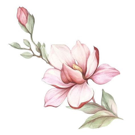 Hur Man Ritar Blommor, Magnolia Tattoo, Magnolia Branch, Flower Sketches, Floral Drawing, Watercolor Flower Art, Watercolor Flowers Paintings, Magnolia Flower, Botanical Drawings