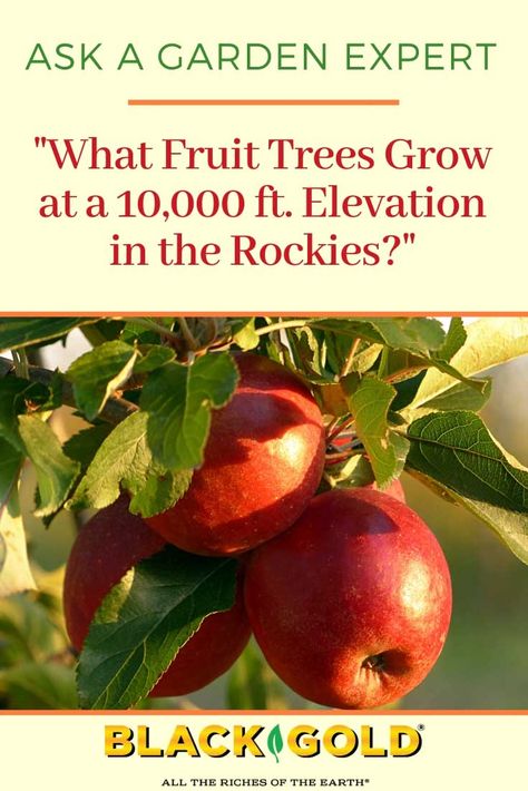 Rocky Mountain Gardening, Mountain Gardening, Westcliffe Colorado, Colorado Gardening, Colorado Garden, Planting Fruit Trees, Fruit Orchard, Trees Garden, Growing Trees