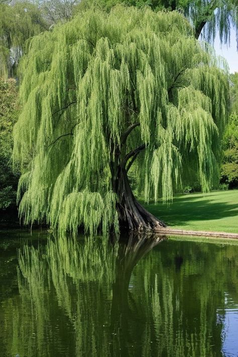 Weeping Trees, Weeping Willow Tree, Willow Trees, Dream Life House, House Dream, My Fantasy World, Weeping Willow, Painting Subjects, Water Sources