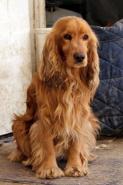 Cocker Spaniel X Golden Retriever, Cocker Spaniel Golden Retriever Mix Dogs, Cocker Spaniel Mixed Breeds, Golden Retriever Cocker Spaniel Mix Dogs, Cockalier Full Grown, Golden English Cocker Spaniel, Spaniels Breeds, English Cocker Spaniel Haircut, Spaniel Mix Dogs