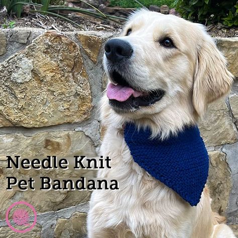 Make an Adorable Needle Knit Pet Bandana Today! - GoodKnit Kisses Pet Bandana Pattern, Knitting Patterns For Dogs, Bernat Softee Chunky Yarn, Bandanas Diy, Dog Bandana Pattern, Slip Stitch Crochet, Pet Sweaters, Bandana Pattern, Knitting Basics